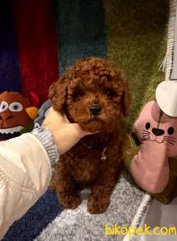 Kore Kan Poodle Minik Yavrular 4