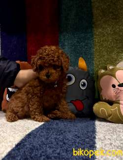 Kore Kan Poodle Minik Yavrular 1