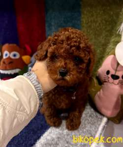 Kore Kan Poodle Minik Yavrular 2