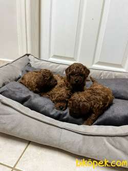 KORE KAN RED BROWN TOY POODLE YAVRULAR 1