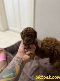 KORE KAN RED BROWN TOY POODLE YAVRULAR 5