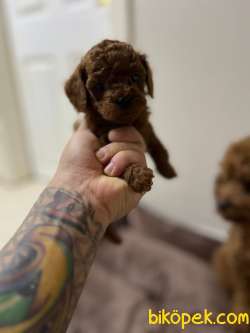 KORE KAN RED BROWN TOY POODLE YAVRULAR 3