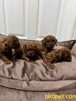 KORE KAN RED BROWN TOY POODLE YAVRULAR 2