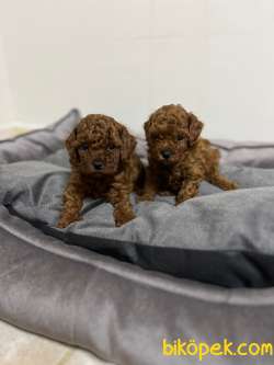 KORE KAN RED BROWN TOY POODLE YAVRULAR 4