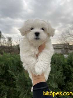 Kore Kan Secereli Disi Erkek Maltese Terrier Yavrularimix 2