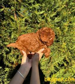 Kore Kan Toy Poodle Bebeklerimiz 2