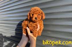 Kore Kan Toy Poodle Bebeklerimiz