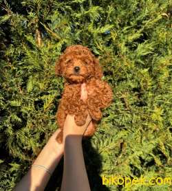 Kore Kan Toy Poodle Bebeklerimiz 3