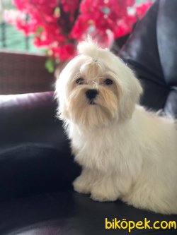Kore Kanı Dişi Maltese Terrier Kızımız Molly 1