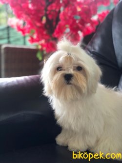 Kore Kanı Dişi Maltese Terrier Kızımız Molly 2