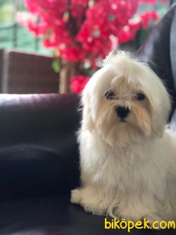 Kore Kanı Dişi Maltese Terrier Kızımız Molly 3