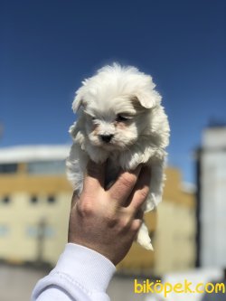MİNİ BOY MALTESE TERRİER TERRİER 2