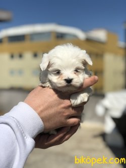 MİNİ BOY MALTESE TERRİER TERRİER 3