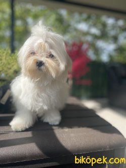 KORE KANI MALTESE TERRİER 2