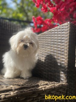 KORE KANI MALTESE TERRİER 3