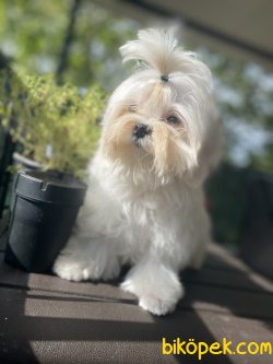 KORE KANI MALTESE TERRİER 1