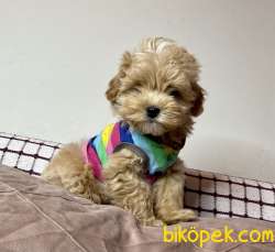 Kore Kanı Maltipoo Belgeli Yavrularımız 2