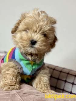 Kore Kanı Maltipoo Belgeli Yavrularımız 3