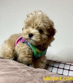 Kore Kanı Maltipoo Belgeli Yavrularımız 1
