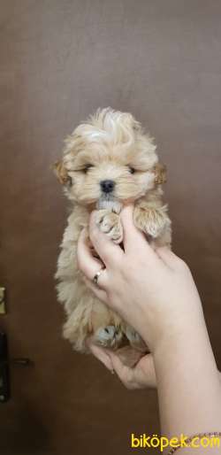 Kore Kanı Maltipoo Mini Anne Korean Maltese Baba Teacup Poodle 3