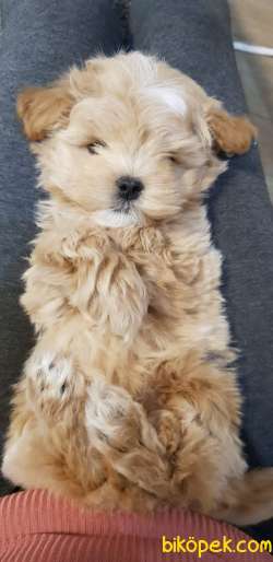 Kore Kanı Maltipoo Mini Anne Korean Maltese Baba Teacup Poodle 2