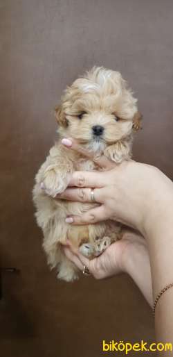 Kore Kanı Maltipoo Mini Anne Korean Maltese Baba Teacup Poodle 5