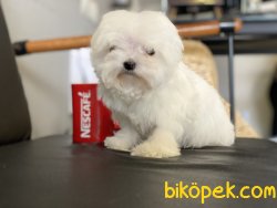 Kore Kanı Mini Maltese Terrier Yavrularımız 2
