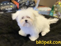 Kore Kanı Mini Maltese Terrier Yavrularımız 3