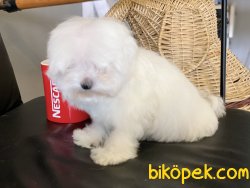 Kore Kanı Mini Maltese Terrier Yavrularımız 4