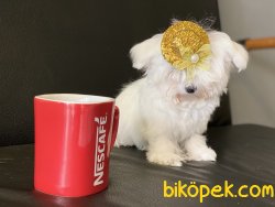 Kore Kanı Mini Maltese Terrier Yavrularımız 5