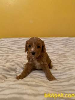 KORE KANI RED MALTİPOO BEBEKLER 4