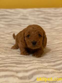 KORE KANI RED MALTİPOO BEBEKLER 2