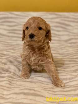 KORE KANI RED MALTİPOO BEBEKLER 3
