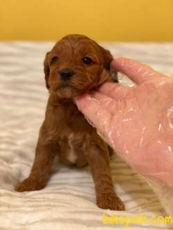 KORE KANI RED MALTİPOO BEBEKLER 1