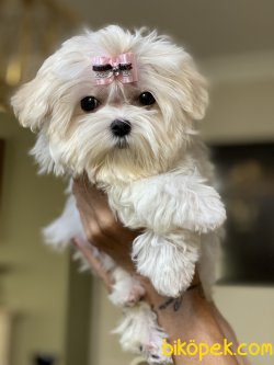 Kore Kanı Secereli Maltese Terrier Mini Kızımız Molly 3