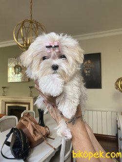 Kore Kanı Secereli Maltese Terrier Mini Kızımız Molly 1