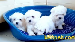 Kore Kanı Tea Cup Maltese Terrier Yavrularımız 3