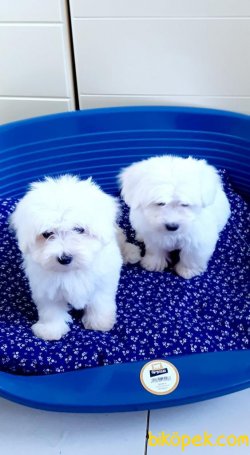 Kore Kanı Tea Cup Maltese Terrier Yavrularımız 4