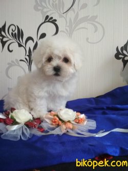 Kore Kanı Tea Cup Maltese Terrier Yavrularımız 2