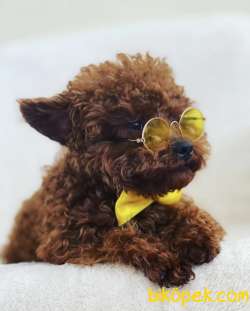 Kore Kanı Teddy Poodle Dark Red Kaliteyi Arayanlara 3