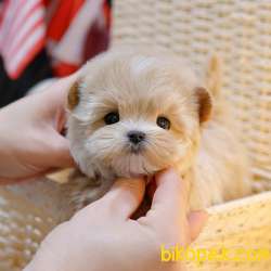 KORE MALTIPOO COCUKLARIM