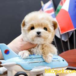 KORE MALTIPOO COCUKLARIM 2