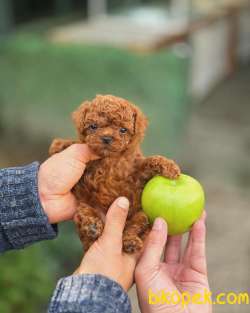 Kore Poodle Bebeklerimiz 4