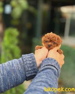 Kore Poodle Bebeklerimiz 2