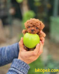 Kore Poodle Bebeklerimiz