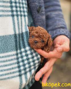Kore Poodle Bebeklerimiz 3