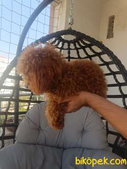 Kore  Poodle Kızım Yeni Sahibini Arıyor. 3