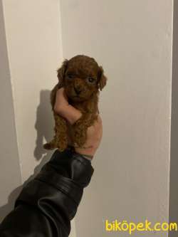 Kore Poodle Yavrularımız 2