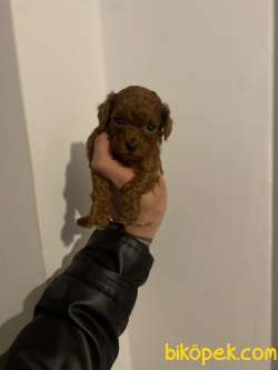 Kore Poodle Yavrularımız 4
