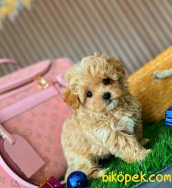 KORE TEDDYBABYFACE MALTİPOO 2